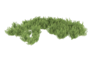 Realistic foliage isolated on transparent background. 3d rendering - illustration png