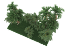 palm bomen geïsoleerd Aan transparant achtergrond. 3d renderen - illustratie png