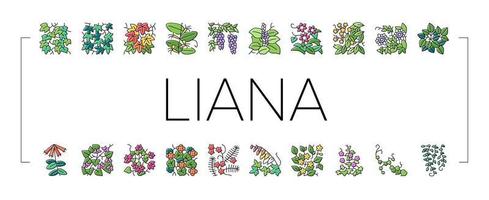 vid liana exóticos iconos de plantas en crecimiento establecer vector