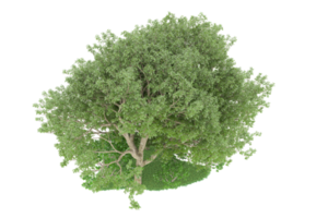 forêt réaliste isolée sur fond transparent. rendu 3d - illustration png