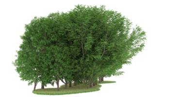 Realistic forest isolated on transparent background. 3d rendering - illustration png