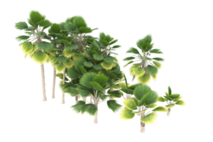 palma alberi isolato su trasparente sfondo. 3d interpretazione - illustrazione png