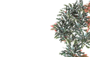 Realistic foliage isolated on transparent background. 3d rendering - illustration png