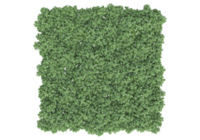 Realistic foliage isolated on transparent background. 3d rendering - illustration png