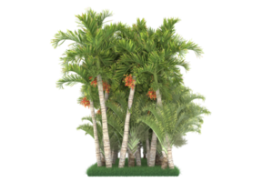 Palm trees isolated on transparent background. 3d rendering - illustration png