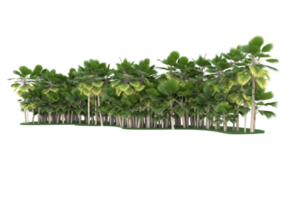 palm bomen geïsoleerd Aan transparant achtergrond. 3d renderen - illustratie png