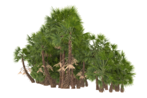 Palm trees isolated on transparent background. 3d rendering - illustration png