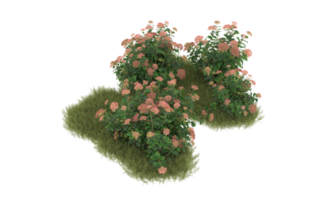 Realistic foliage isolated on transparent background. 3d rendering - illustration png