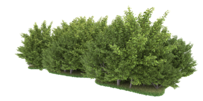 forêt réaliste isolée sur fond transparent. rendu 3d - illustration png