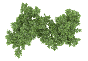 Realistic foliage isolated on transparent background. 3d rendering - illustration png