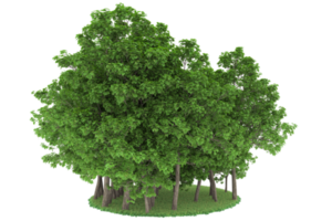 Realistic forest isolated on transparent background. 3d rendering - illustration png