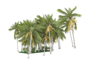 Palm trees isolated on transparent background. 3d rendering - illustration png