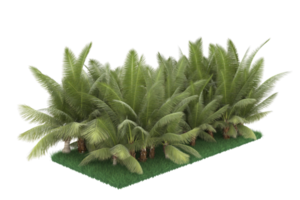 palm bomen geïsoleerd Aan transparant achtergrond. 3d renderen - illustratie png