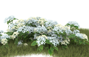 Realistic foliage isolated on transparent background. 3d rendering - illustration png