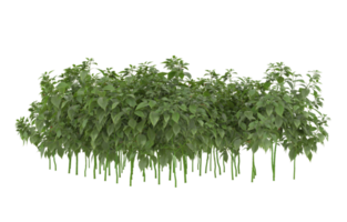 Realistic foliage isolated on transparent background. 3d rendering - illustration png