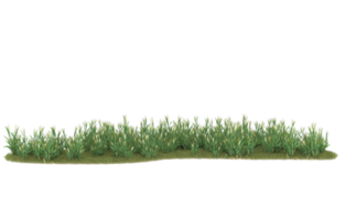 Realistic foliage isolated on transparent background. 3d rendering - illustration png