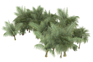 palm bomen geïsoleerd Aan transparant achtergrond. 3d renderen - illustratie png