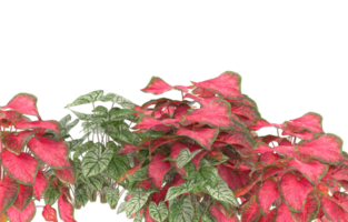 Realistic foliage isolated on transparent background. 3d rendering - illustration png