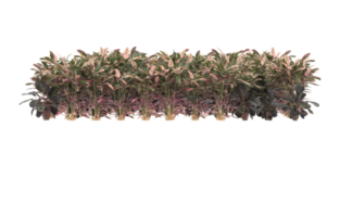 Realistic foliage isolated on transparent background. 3d rendering - illustration png