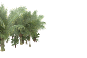 Palm trees isolated on transparent background. 3d rendering - illustration png