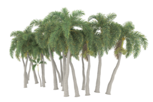 Palm trees isolated on transparent background. 3d rendering - illustration png