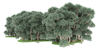 forêt réaliste isolée sur fond transparent. rendu 3d - illustration png