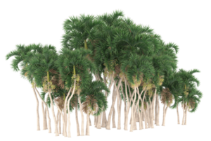 palma alberi isolato su trasparente sfondo. 3d interpretazione - illustrazione png