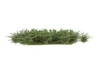 Realistic foliage isolated on transparent background. 3d rendering - illustration png