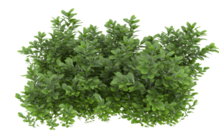 Realistic foliage isolated on transparent background. 3d rendering - illustration png