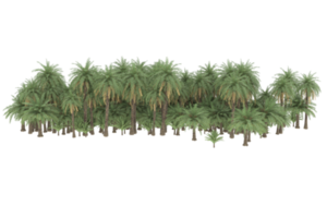 Palm trees isolated on transparent background. 3d rendering - illustration png