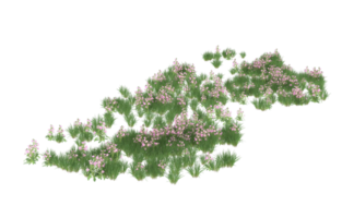 Realistic foliage isolated on transparent background. 3d rendering - illustration png