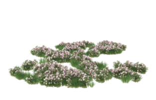 Realistic foliage isolated on transparent background. 3d rendering - illustration png