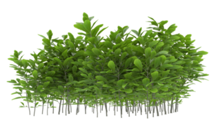 Realistic foliage isolated on transparent background. 3d rendering - illustration png