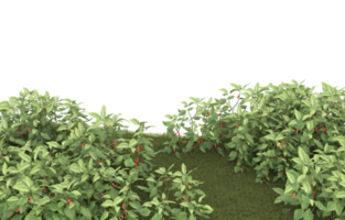 Realistic foliage isolated on transparent background. 3d rendering - illustration png