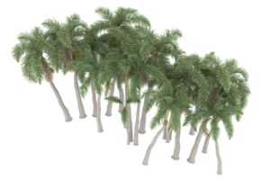 palm bomen geïsoleerd Aan transparant achtergrond. 3d renderen - illustratie png