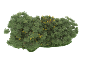 realistischer wald lokalisiert auf transparentem hintergrund. 3D-Rendering - Abbildung png