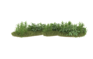 Realistic foliage isolated on transparent background. 3d rendering - illustration png