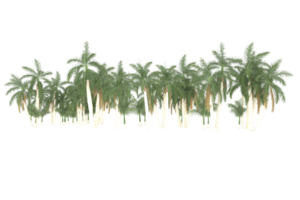 Palm trees isolated on transparent background. 3d rendering - illustration png