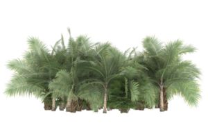 Palm trees isolated on transparent background. 3d rendering - illustration png