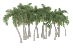 Palm trees isolated on transparent background. 3d rendering - illustration png