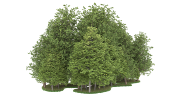 Realistic forest isolated on transparent background. 3d rendering - illustration png