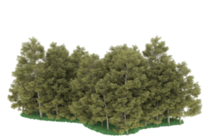 floresta realista isolada em fundo transparente. renderização 3D - ilustração png