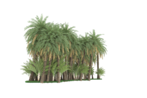 Palm trees isolated on transparent background. 3d rendering - illustration png