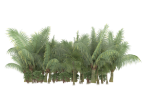 Palm trees isolated on transparent background. 3d rendering - illustration png