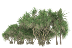 palm bomen geïsoleerd Aan transparant achtergrond. 3d renderen - illustratie png