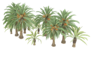 Palm trees isolated on transparent background. 3d rendering - illustration png