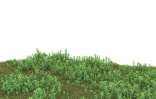 Realistic foliage isolated on transparent background. 3d rendering - illustration png