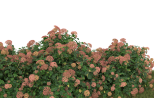Realistic foliage isolated on transparent background. 3d rendering - illustration png
