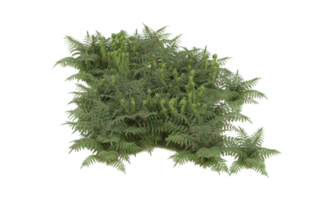 Realistic foliage isolated on transparent background. 3d rendering - illustration png