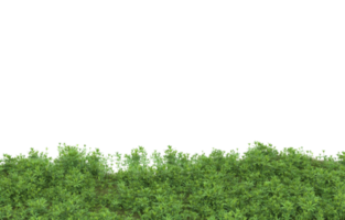 Realistic foliage isolated on transparent background. 3d rendering - illustration png